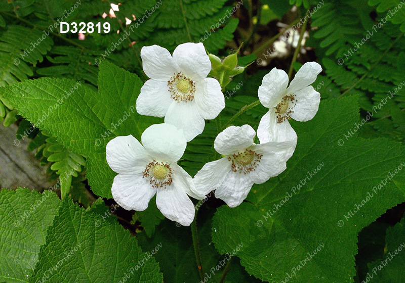 Thimbleberry (Rubus parviflorus)